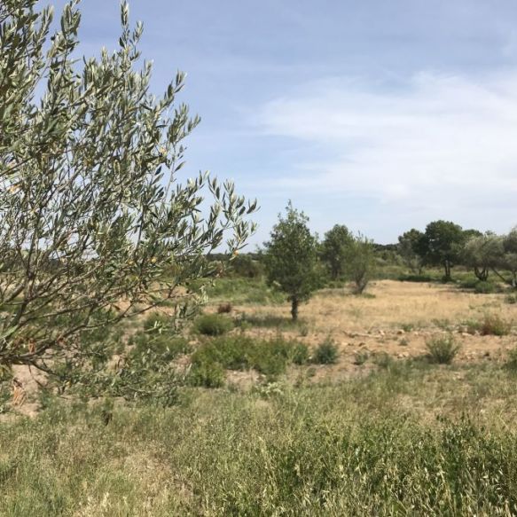 Terrain CONSTRUCTIBLE 260m2 MURVIEL-LÈS-MONTPELLIER