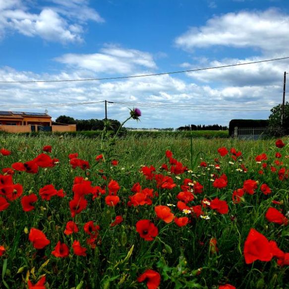 terrain à construire Pomerols