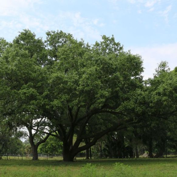 NIMES - Terrain à bâtir 387m²