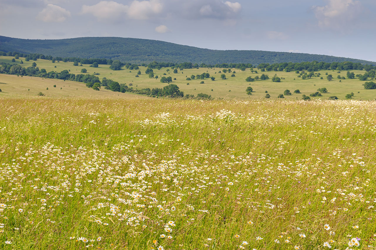 Terrain de 285m2 viabilisé sur la commune de Magalas